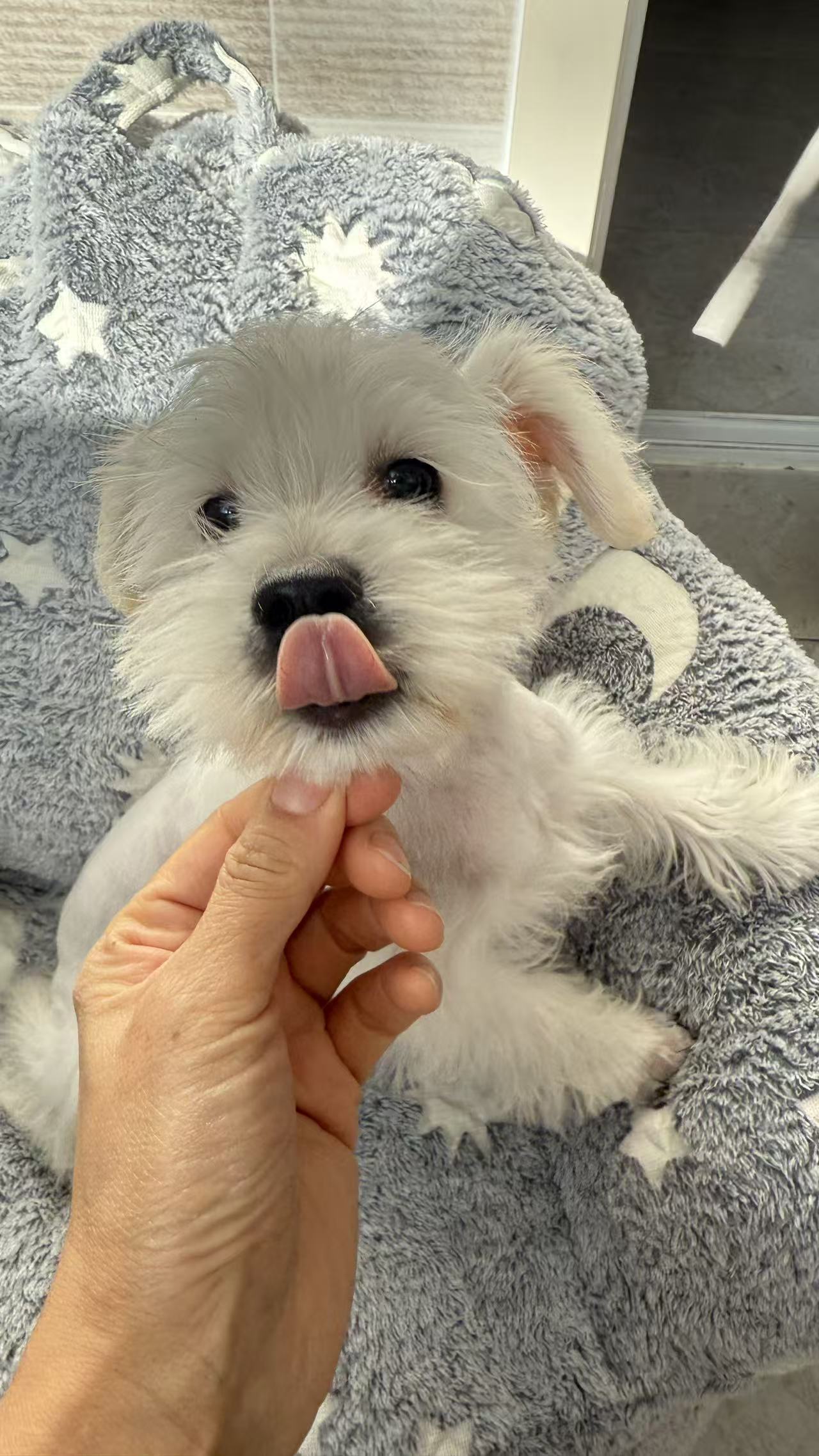 高颜值雪纳瑞，幼犬出售…公母都有！